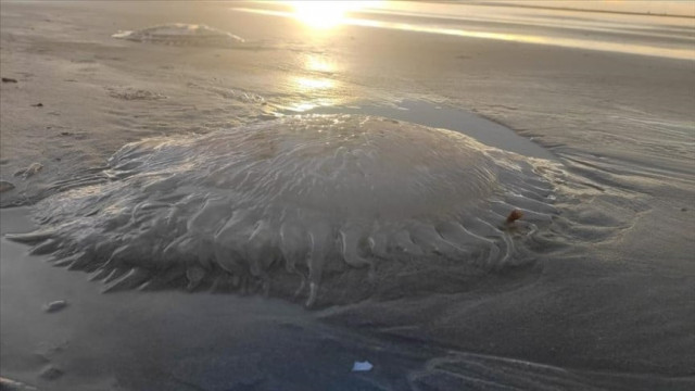 bangladesh ponders mystery of giant jellyfish carcasses washing up on its shore bangladesh ponders mystery of giant jellyfish carcasses washing up on its shore