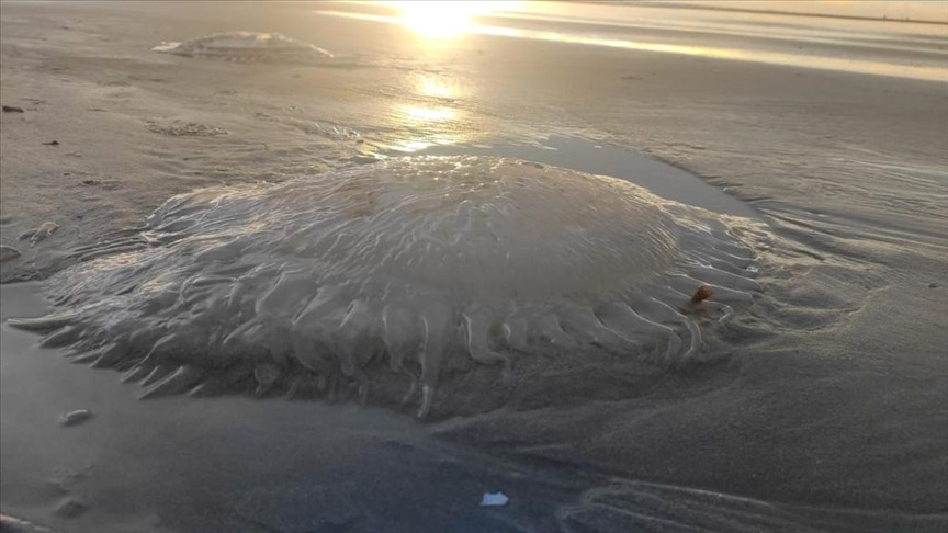 Photo of Bangladesh ponders mystery of giant jellyfish carcasses washing up on its shore