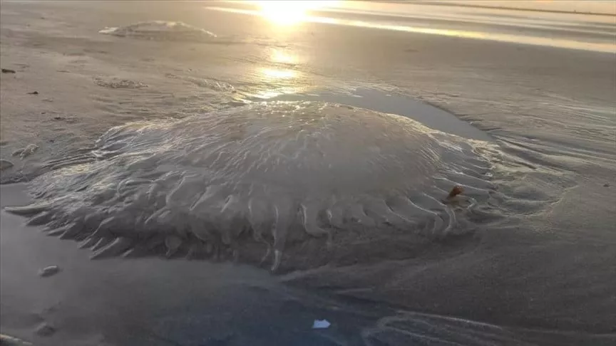 bangladesh ponders mystery of giant jellyfish carcasses washing up on its shore bangladesh ponders mystery of giant jellyfish carcasses washing up on its shore