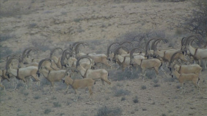 population of rare wild goat growing in pakistan