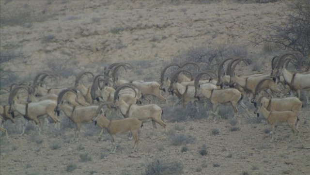 number of sindh ibex soars to 20 000 in southern sindh province due to ban on hunting photo aa