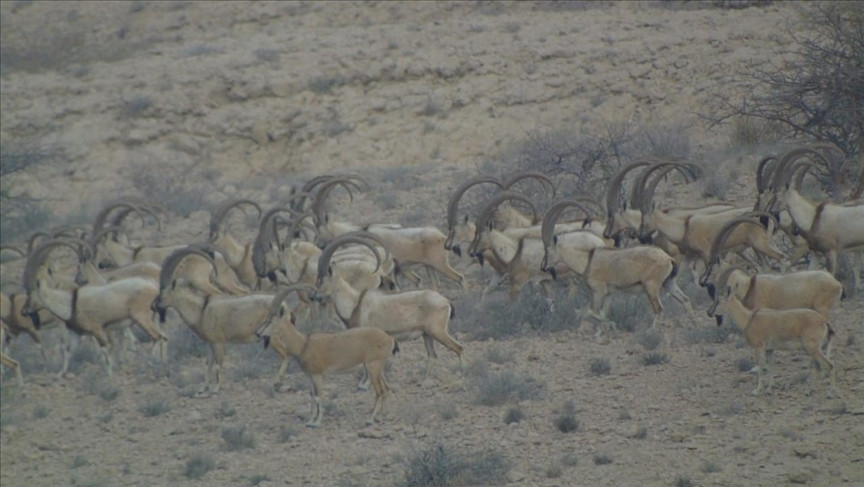 number of sindh ibex soars to 20 000 in southern sindh province due to ban on hunting photo aa