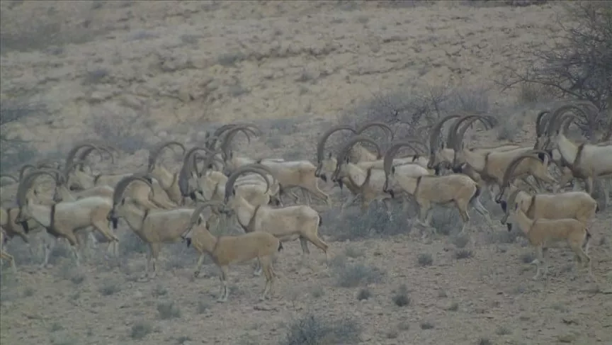 number of sindh ibex soars to 20 000 in southern sindh province due to ban on hunting photo aa number of sindh ibex soars to 20 000 in southern sindh province due to ban on hunting photo aa