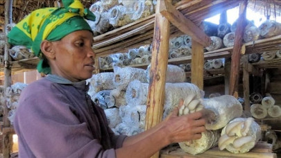 mushroom helps tanzania farmers fight climate change mushroom helps tanzania farmers fight climate change