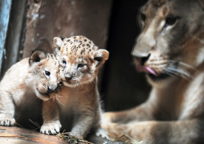 two tiger cubs draw crowds to rawalpindi park