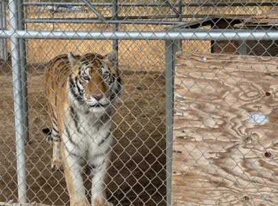 nevada man arrested after keeping 7 tigers as emotional support pets nevada man arrested after keeping 7 tigers as emotional support pets
