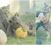 bengal tigers charm visitors at peshawar zoo