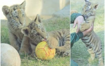 bengal tigers charm visitors at peshawar zoo