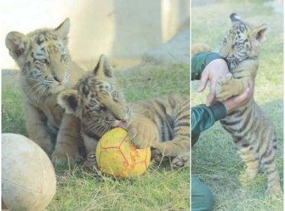 bengal tigers charm visitors at peshawar zoo bengal tigers charm visitors at peshawar zoo
