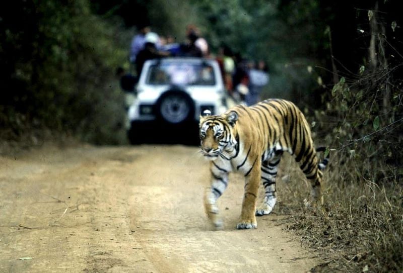 technology intended to protect tigers in an indian forest have sometimes been turned on women researchers warn photo file