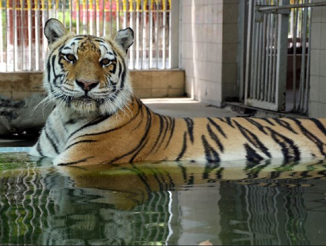 Regal bath: A tigress rests in water at her cage on an extremely hot and humid day in the city. PHOTO: JALAL QURESHI/EXPRESS