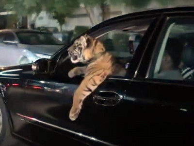 wildlife dept launches search for man with a big cat in karachi wildlife dept launches search for man with a big cat in karachi