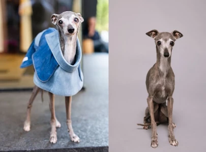 tika the iggy dies at 14 after surgery complications tika the iggy dies at 14 after surgery complications