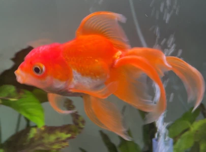 pointcrow s goldfish tortellini known for beating elden ring bosses dies aged three