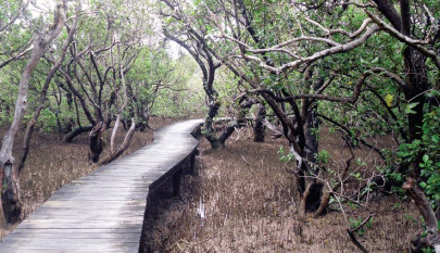 better prospects lure timber choppers into selling pine nuts better prospects lure timber choppers into selling pine nuts