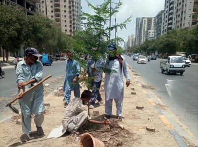 elderly environmentalist injured as tree removal sparks outcry in karachi elderly environmentalist injured as tree removal sparks outcry in karachi