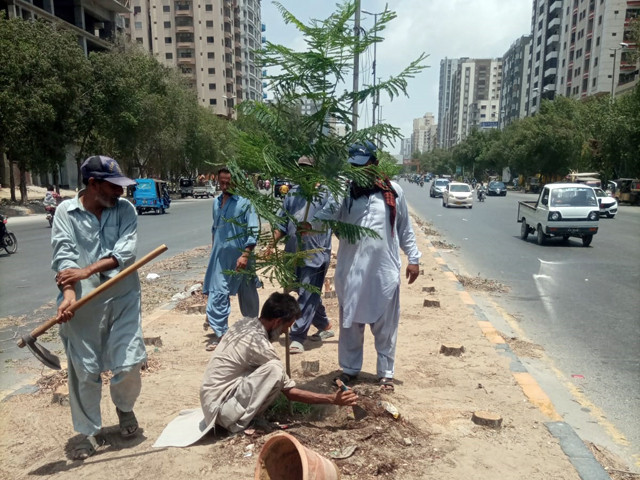 elderly environmentalist injured as tree removal sparks outcry in karachi elderly environmentalist injured as tree removal sparks outcry in karachi