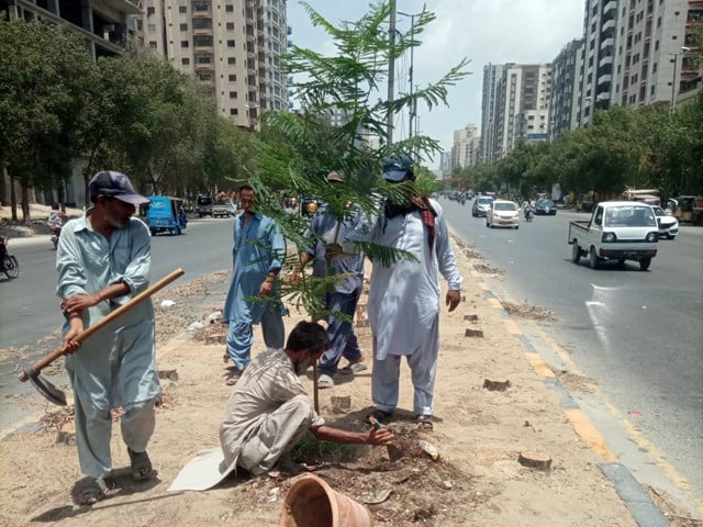 dg parks junaid ullah khan stated that over 150 conocarpus trees were cut down to make way for more environmentally friendly trees photo express