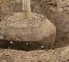 tree transplantation orchard opened