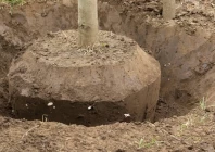 faisalabad gets relocated tree orchards faisalabad gets relocated tree orchards