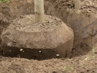faisalabad gets relocated tree orchards