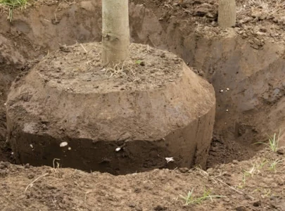 tree transplantation orchard opened