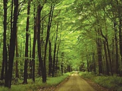 the healing powers of trees