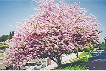 kachnar buds paint city white and purple