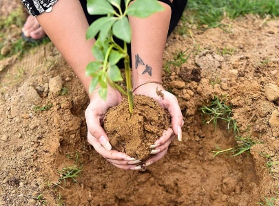 tree plantation drive kicks off in karachi s dha on independence day tree plantation drive kicks off in karachi s dha on independence day