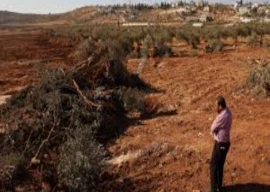 israel uproot hundreds of trees in west bank israel uproot hundreds of trees in west bank
