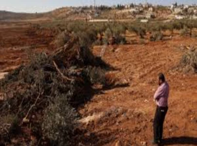 israel uproot hundreds of trees in west bank israel uproot hundreds of trees in west bank