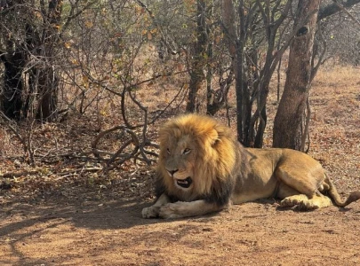 punjab launches operation against illegal keeping of big cats punjab launches operation against illegal keeping of big cats
