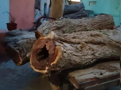 punjab forest department targets timber mafia in major crackdown punjab forest department targets timber mafia in major crackdown