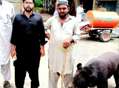 wildlife rangers recover captive bear halt boar hunt in punjab wildlife rangers recover captive bear halt boar hunt in punjab