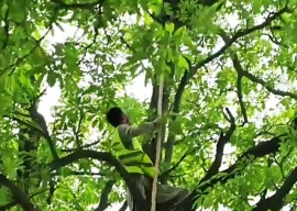 operation launched to curb bird strikes near lahore airport
