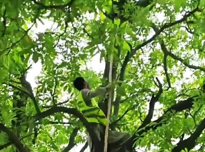 operation launched to curb bird strikes near lahore airport operation launched to curb bird strikes near lahore airport