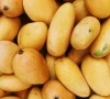 15 mango shipments from india rejected at us entry points