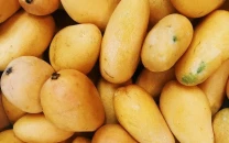 15 mango shipments from india rejected at us entry points