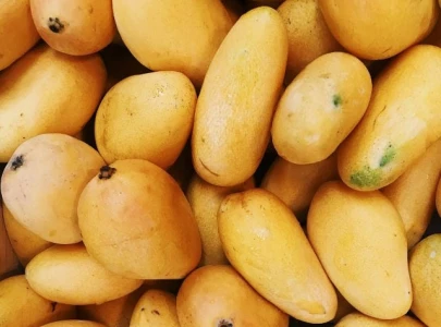 15 mango shipments from india rejected at us entry points 15 mango shipments from india rejected at us entry points