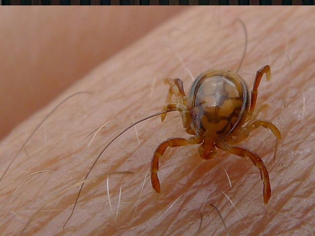 Two Congo virus patients hospitalised in Peshawar  The Express Tribune