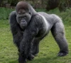 fascinating facts about silverback gorillas you should know