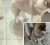 cop among thieves arrested for stealing rare breed dog in peshawar