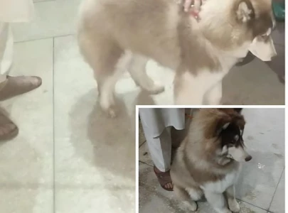 cop among thieves arrested for stealing rare breed dog in peshawar cop among thieves arrested for stealing rare breed dog in peshawar