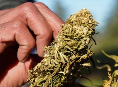 despite legalisation morocco s black market cannabis trade still dominates