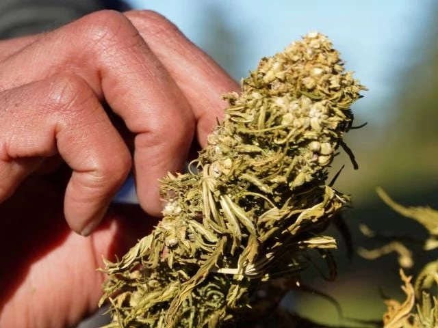 a farmer tends to dried cannabis bundle in ketama in the northern rif mountains morocco march 12 2021 picture taken march 12 2021 reuters stringer file photo a farmer tends to dried cannabis bundle in ketama in the northern rif mountains morocco march 12 2021 picture taken march 12 2021 reuters stringer file photo