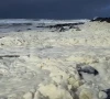 foam and dead fish wash ashore as australian surfers report illness foam and dead fish wash ashore as australian surfers report illness