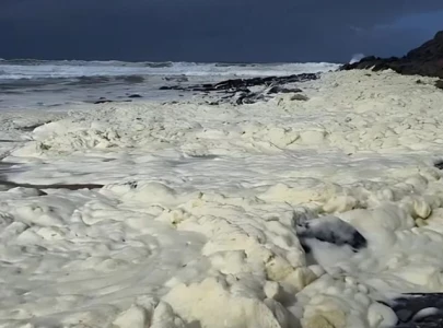 foam and dead fish wash ashore as australian surfers report illness foam and dead fish wash ashore as australian surfers report illness