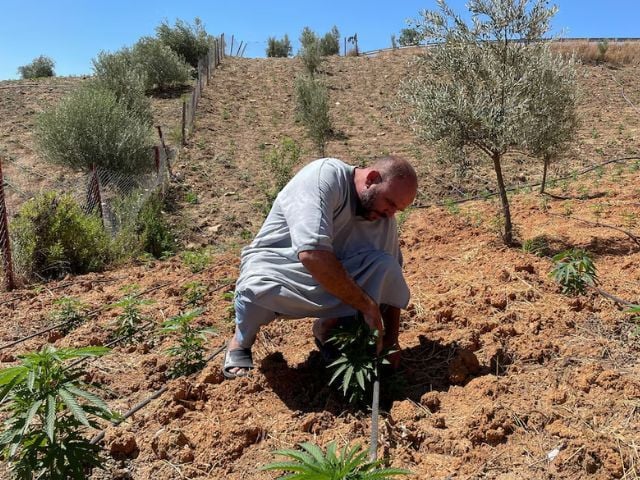 ]Abderrahman Talbi, a farmer, checks on cannabis plants at a field near the northern town of Bab Berred, Morocco July 11, 2025. REUTERS/Ahmed Eljechtimi