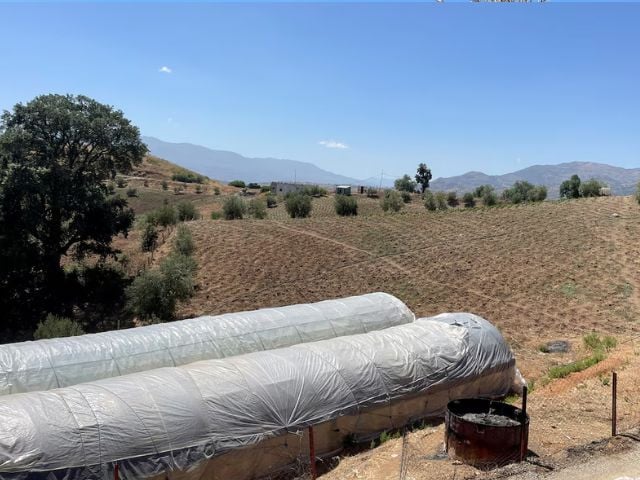 A view shows a cannabis field near the northern town of Bab Berred, Morocco July 11, 2025. REUTERS/Ahmed Eljechtimi