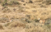 drought fears loom over cholistan